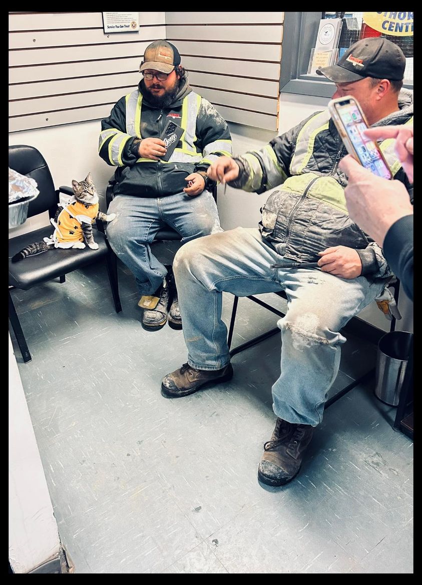 Workers playing with the kitten Workers playing with the kitten